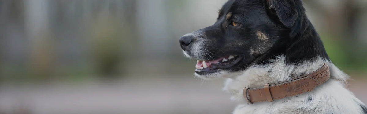 Pet Accessories - Milwaukee Boot Company